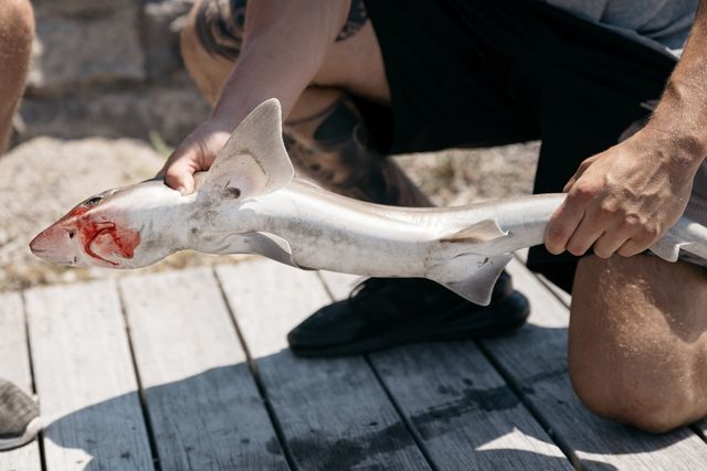 Two local fishermen hold a baby shark they caught off the back bay of Robert Moses Beach.